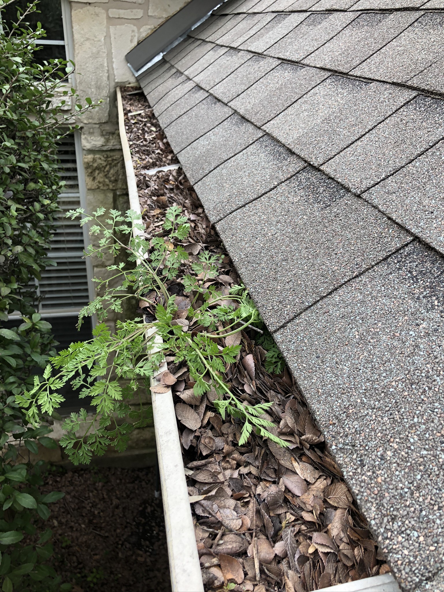 Clogged Gutters
